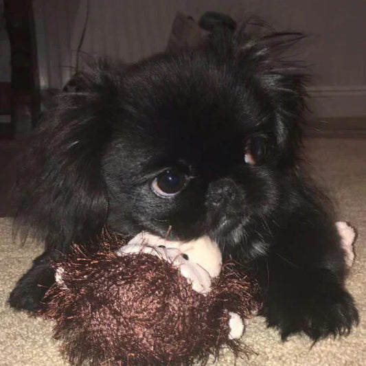 Cory - Pekingese