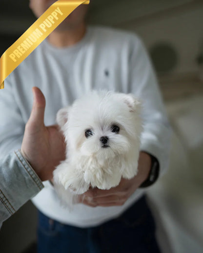 TEDDY - MALE