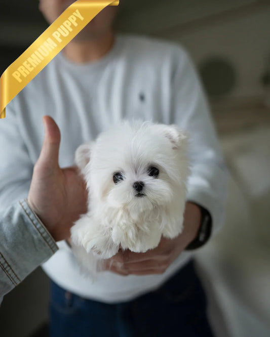 TEDDY - MALE
