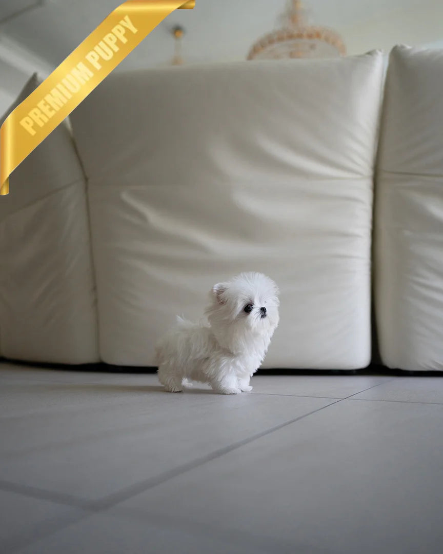 TEDDY - MALE