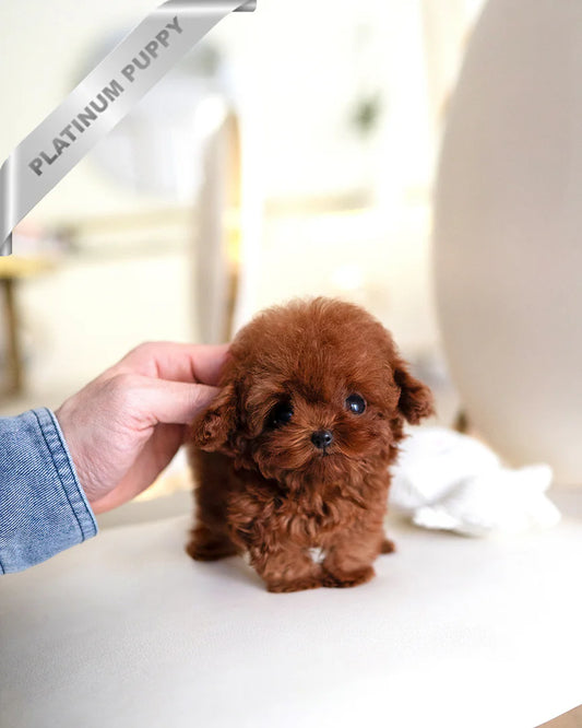 ARLO - MALE