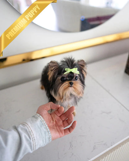 LOUIE - MALE